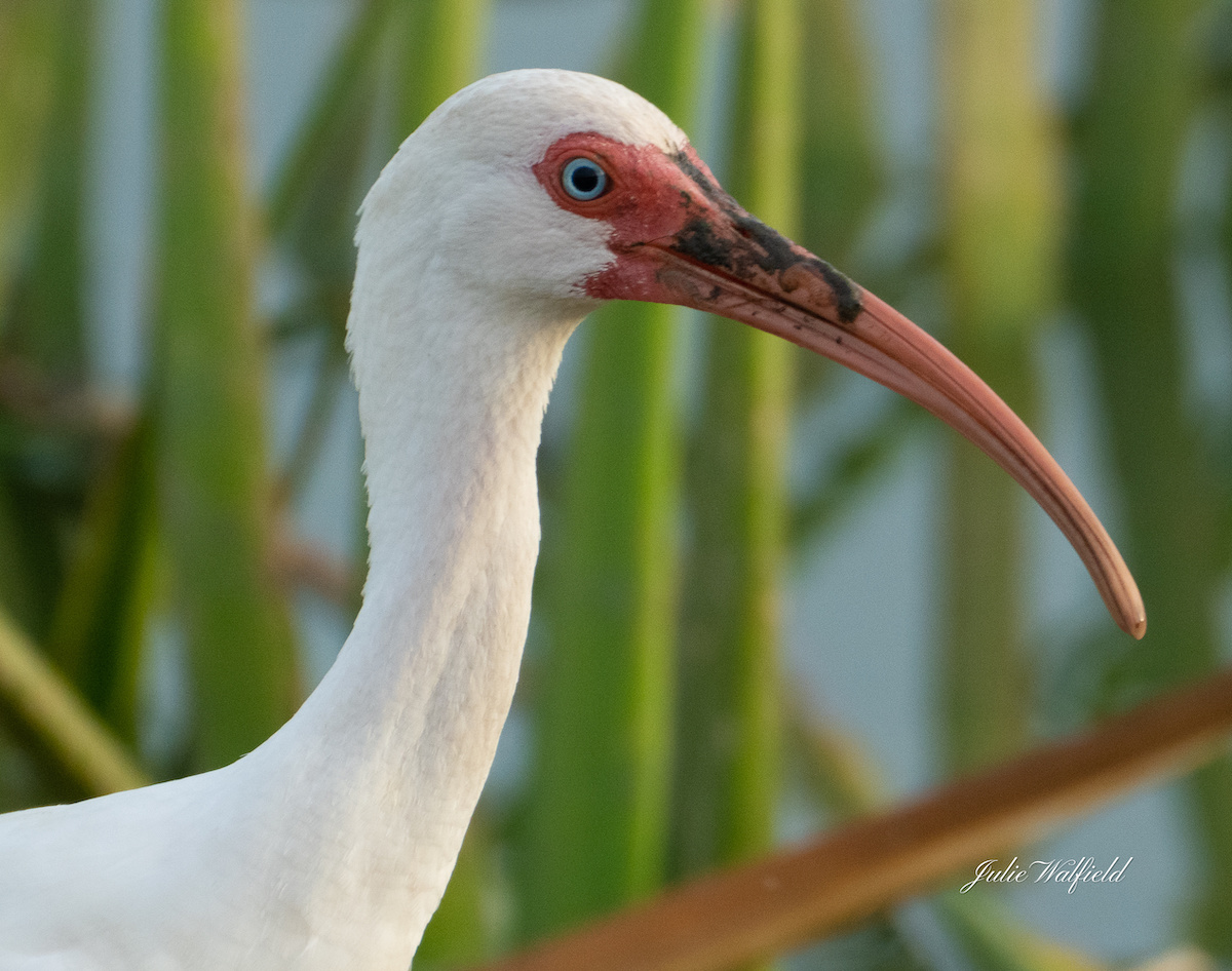 White Ibis Digging For Snails In The Villages