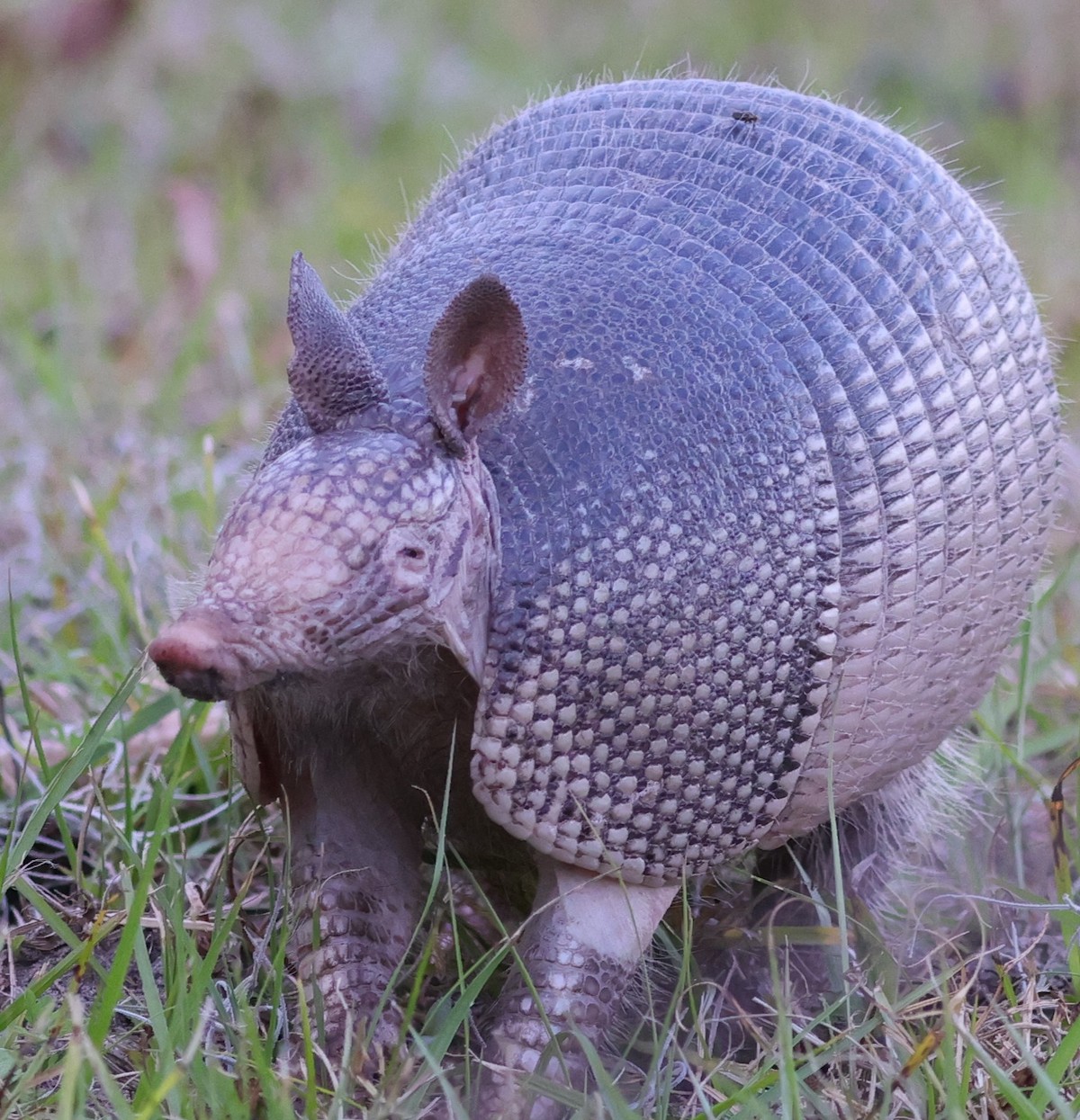 Armadillo In The Village Of St. Johns