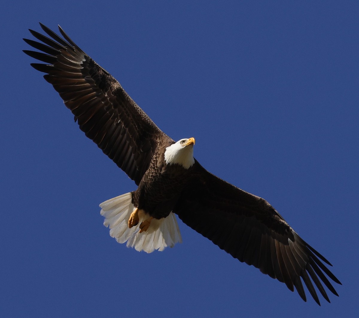 Bald Eagle In Clear Skies Above Briarwood Executive Golf Course