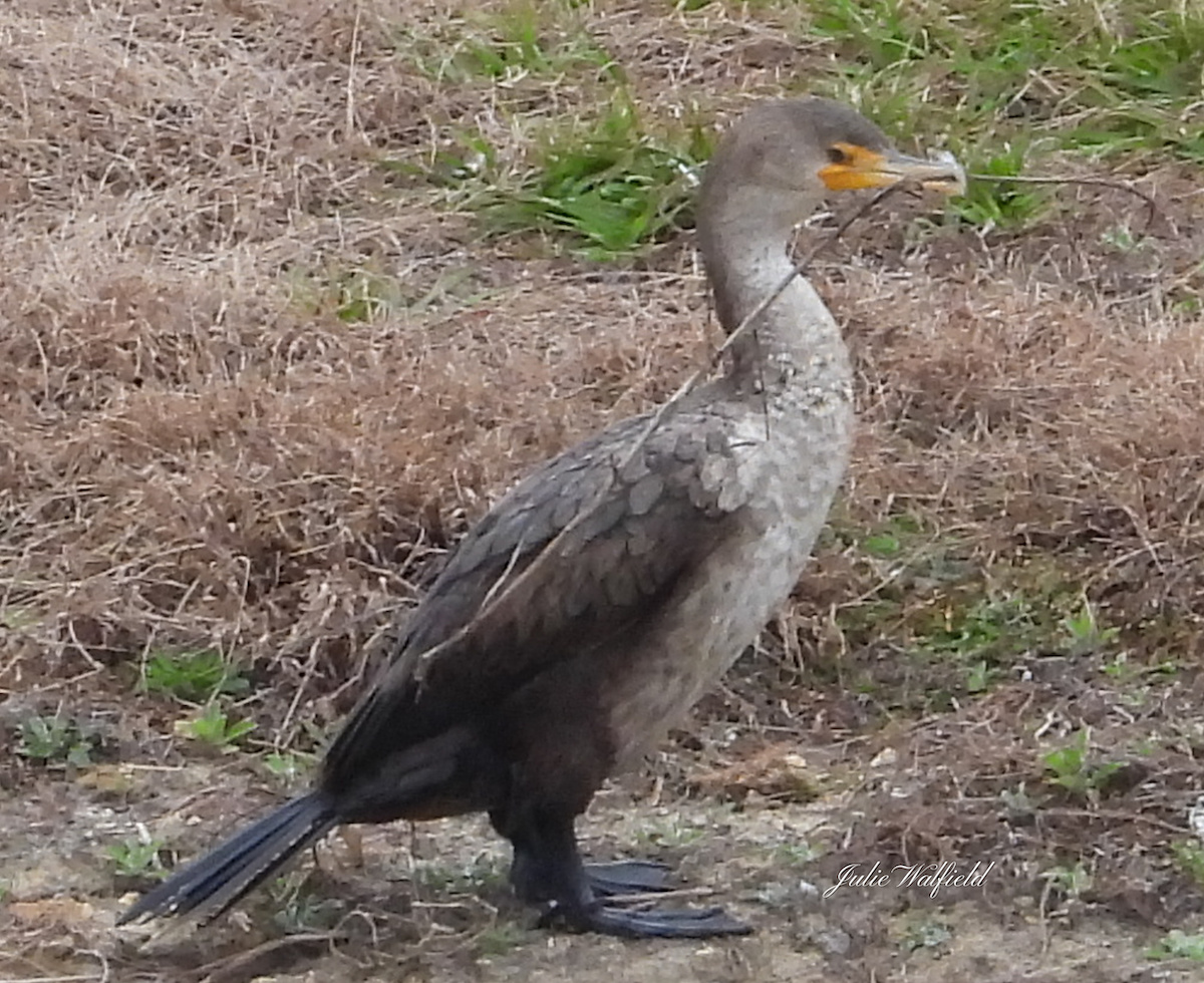 Double-Crested Cormorant Near The Village Of Hawkins Walking Trail