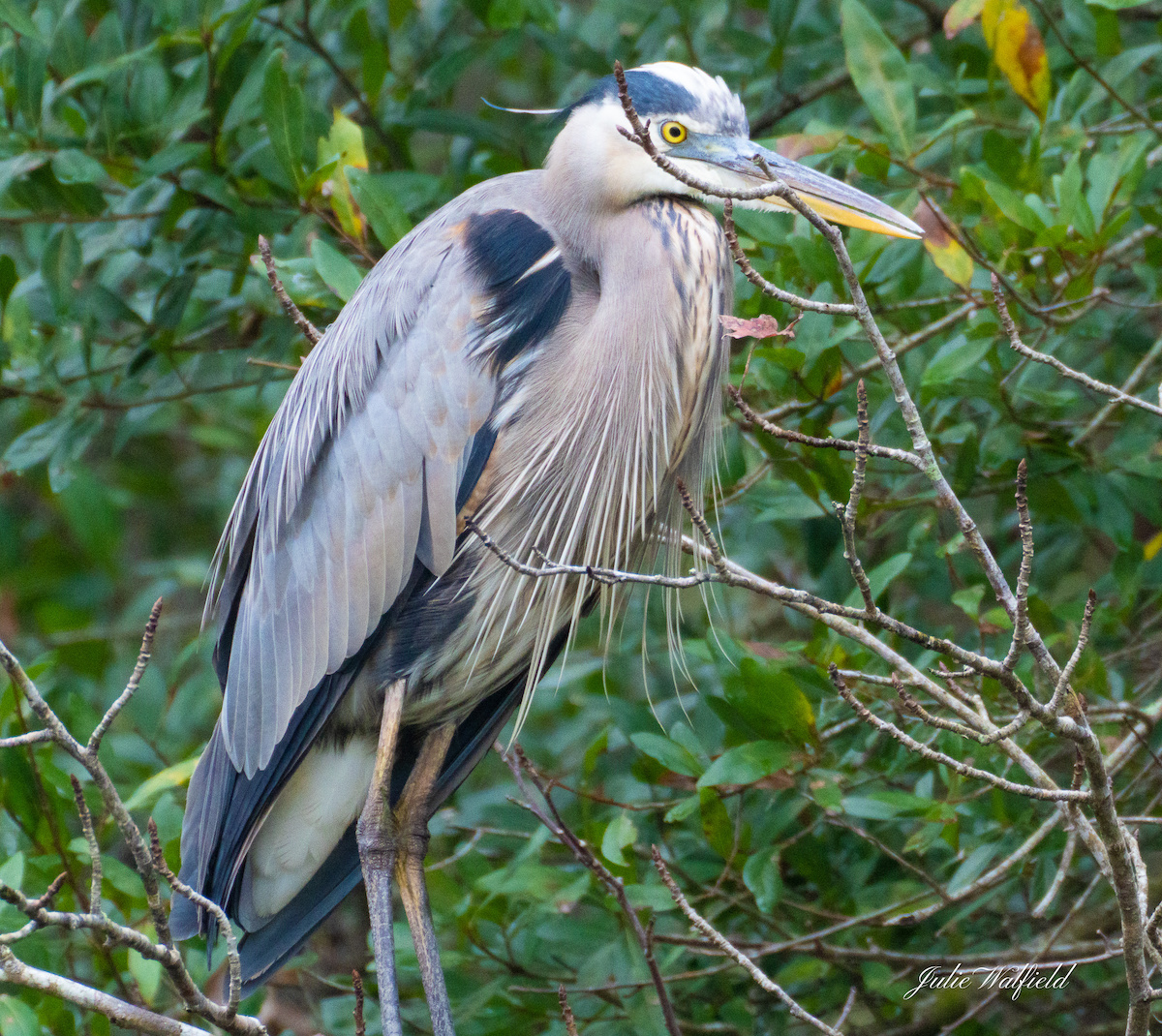 Great Blue Heron In The Village Of Chitty Chatty