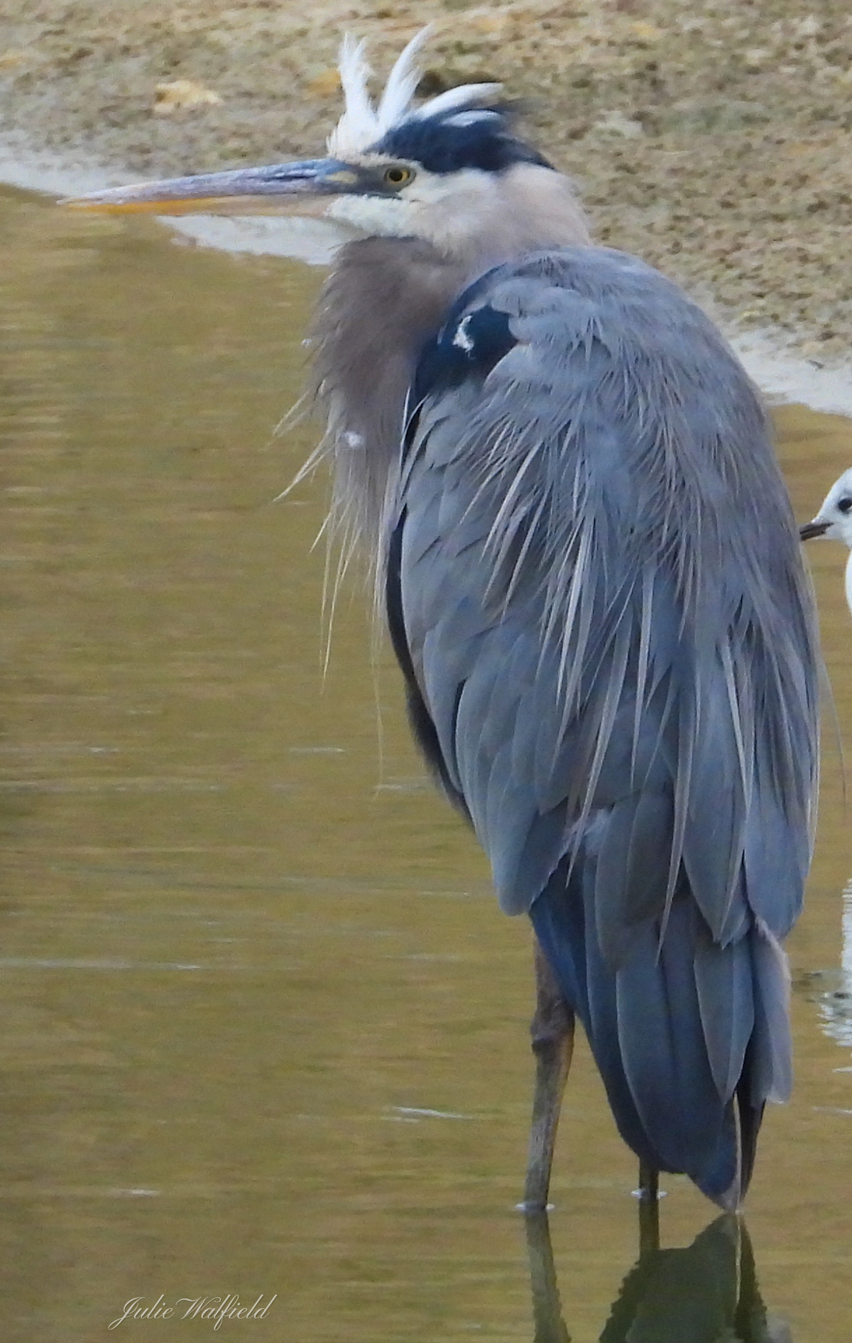 Great Blue Heron On Windy Day Near Homestead Nature Trail