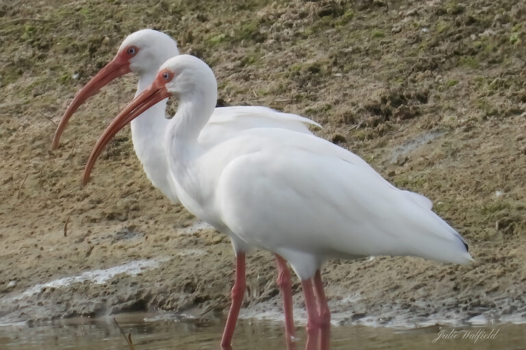 Pair Of White Ibises At Pimilico Executive Golf Course