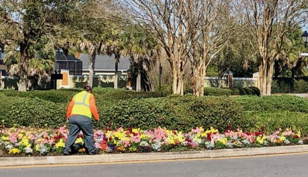 A landscaper touches up the flowers in a roundabout A landscaper touches up the flowers in a roundabout