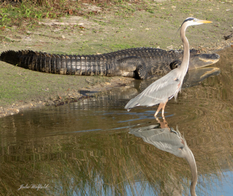 Alligator And Great Blue Heron Near The Village Of Richmond