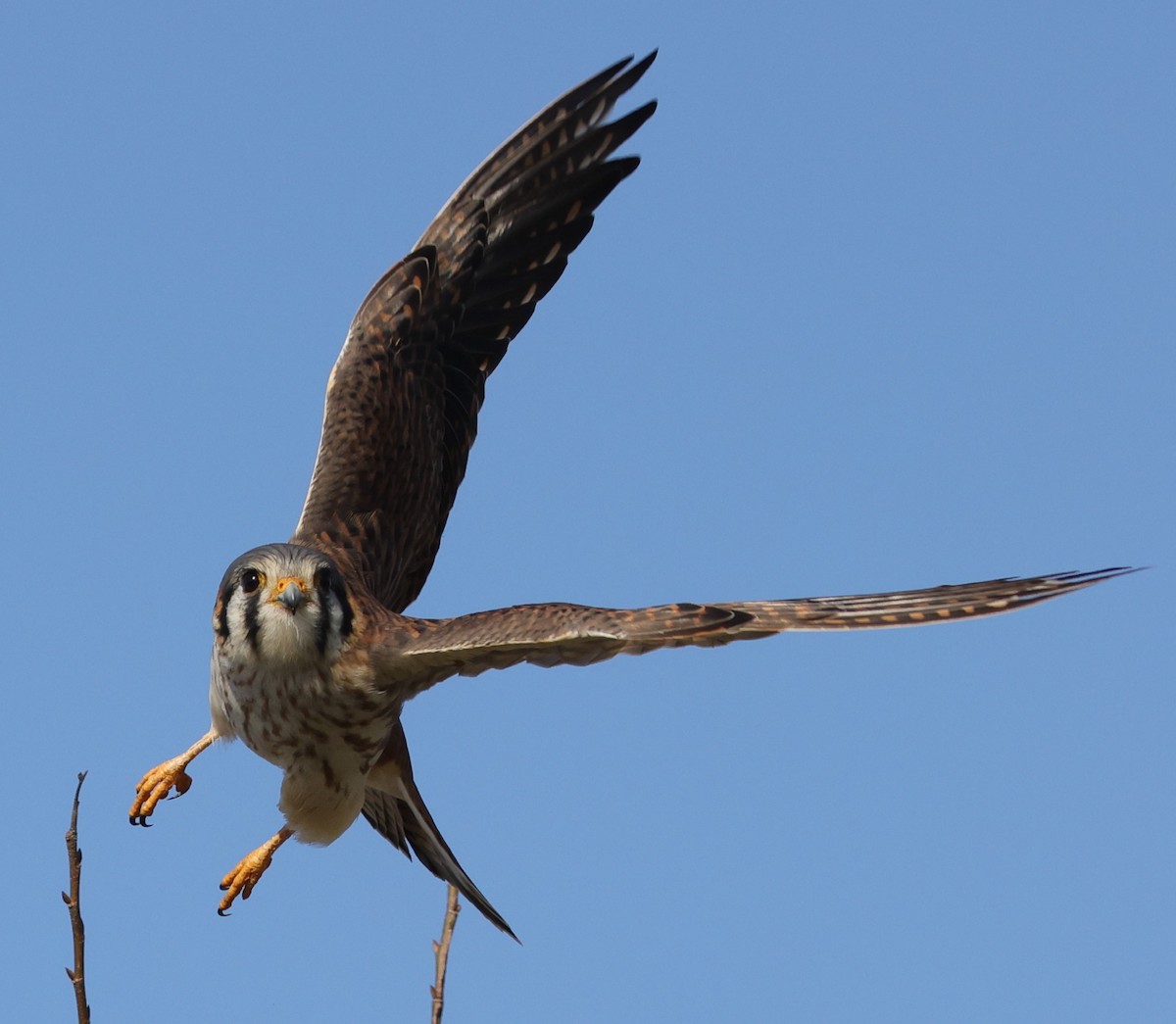 American Kestrel Leaving Perch At Hogeye Pathway