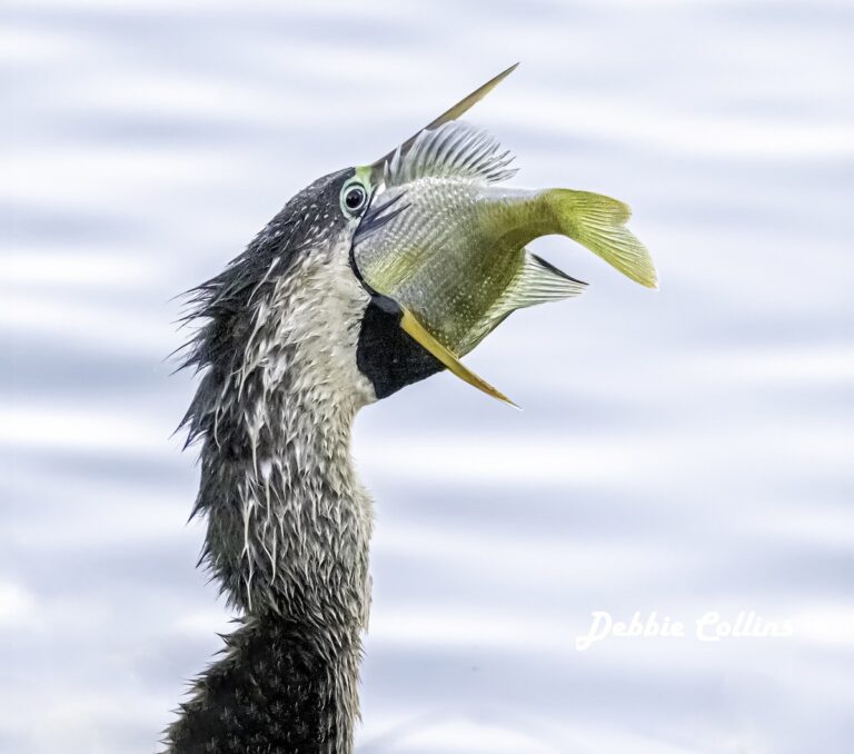 Anhinga Catching Dinner At Saddlebrook Executive Golf Course