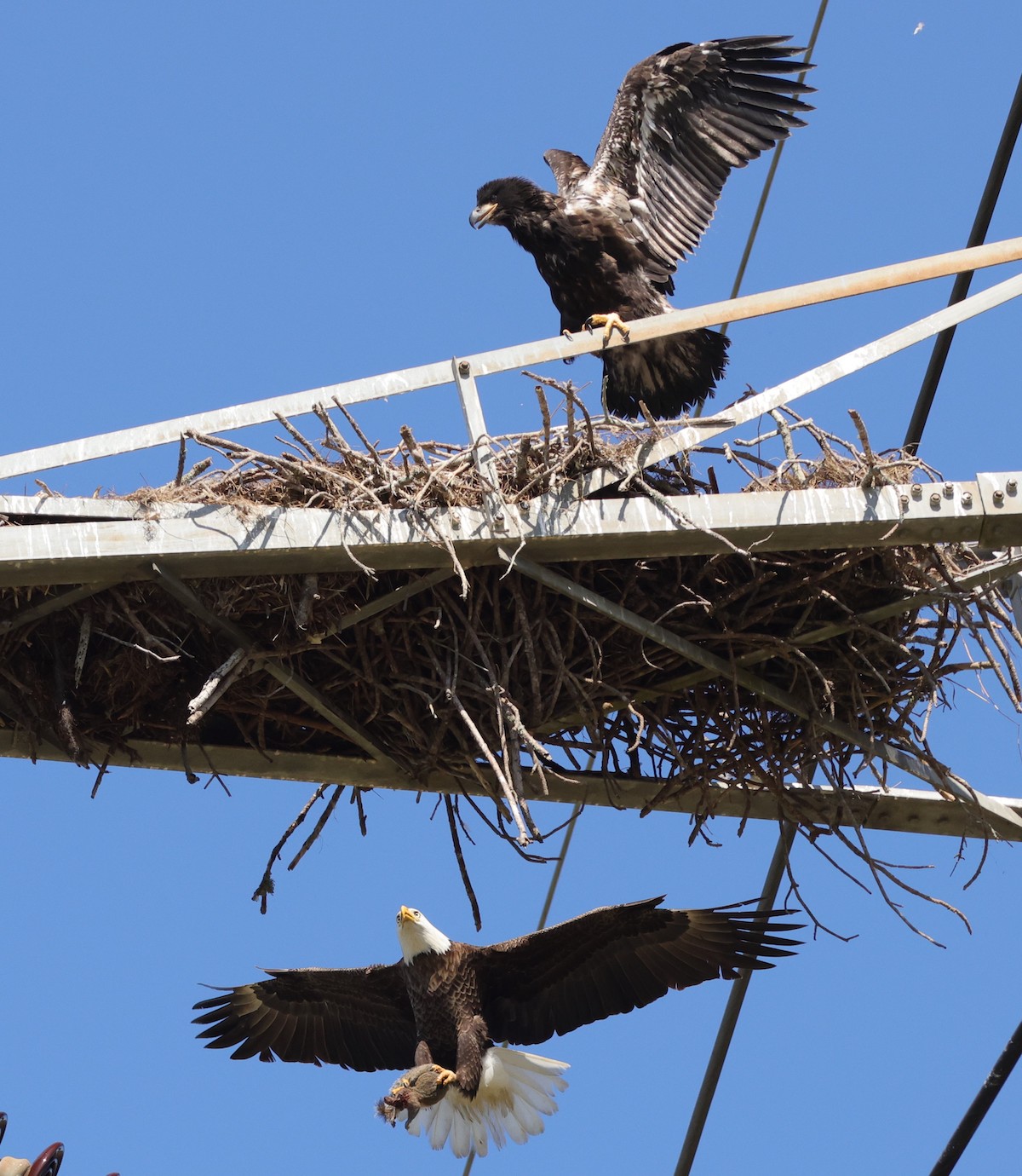 Bald Eagle Bringing Breakfast To Nest At Briarwood Executive Golf Course