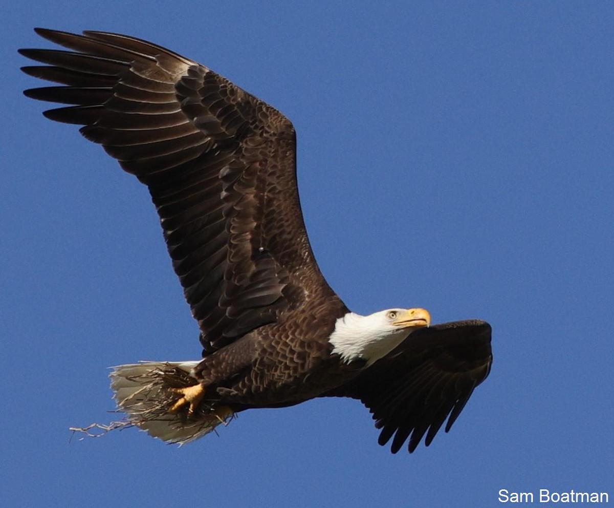 Bald Eagle Bringing Warmth To Nest At Briarwood Executive Golf Course