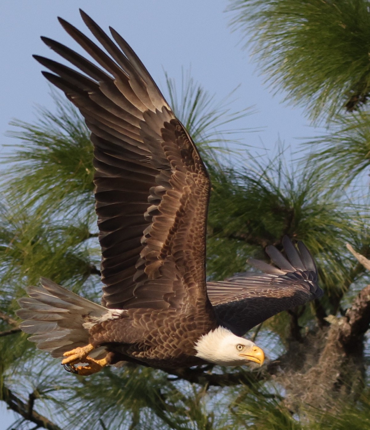 Bald Eagle Flying Low In The Village Of Hammock At Fenney