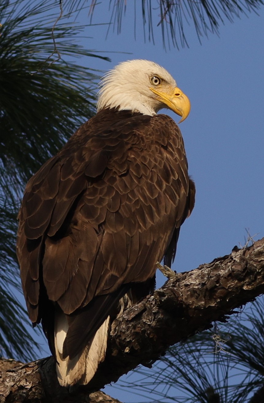 Bald Eagle In The Village Of Hammock At Fenney