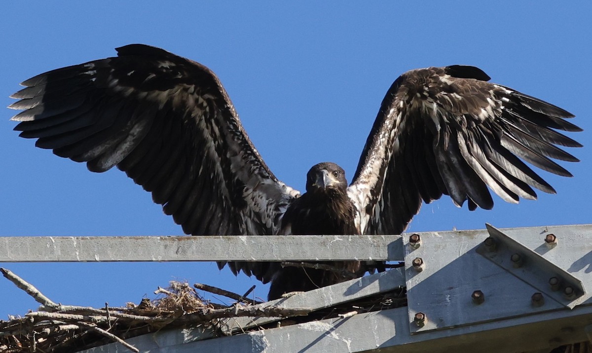 Bald Eaglet Testing Wings At Briarwood Executive Golf Course
