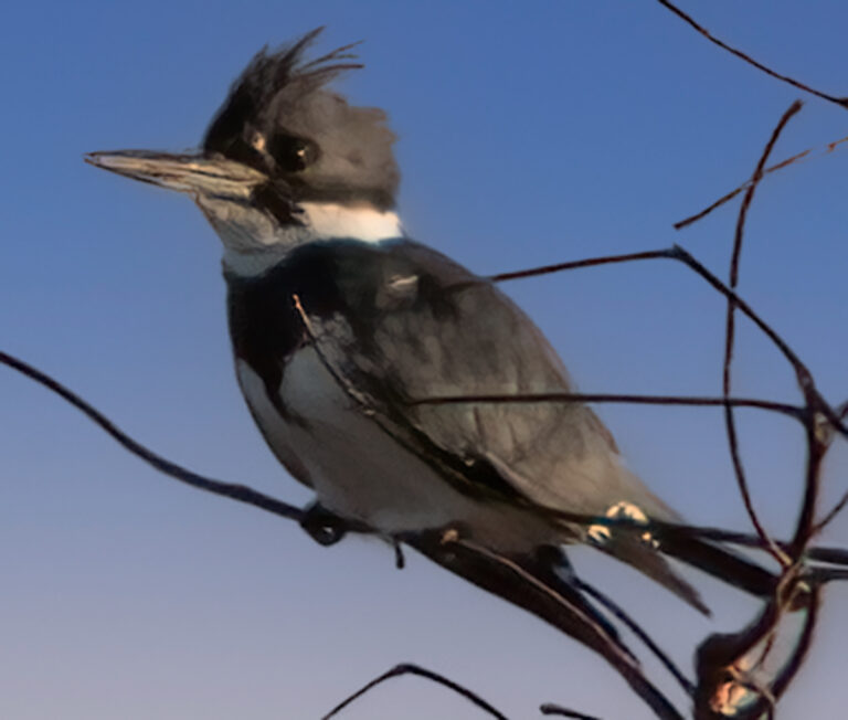 Belted Kingfisher Near Pimlico Executive Golf Course