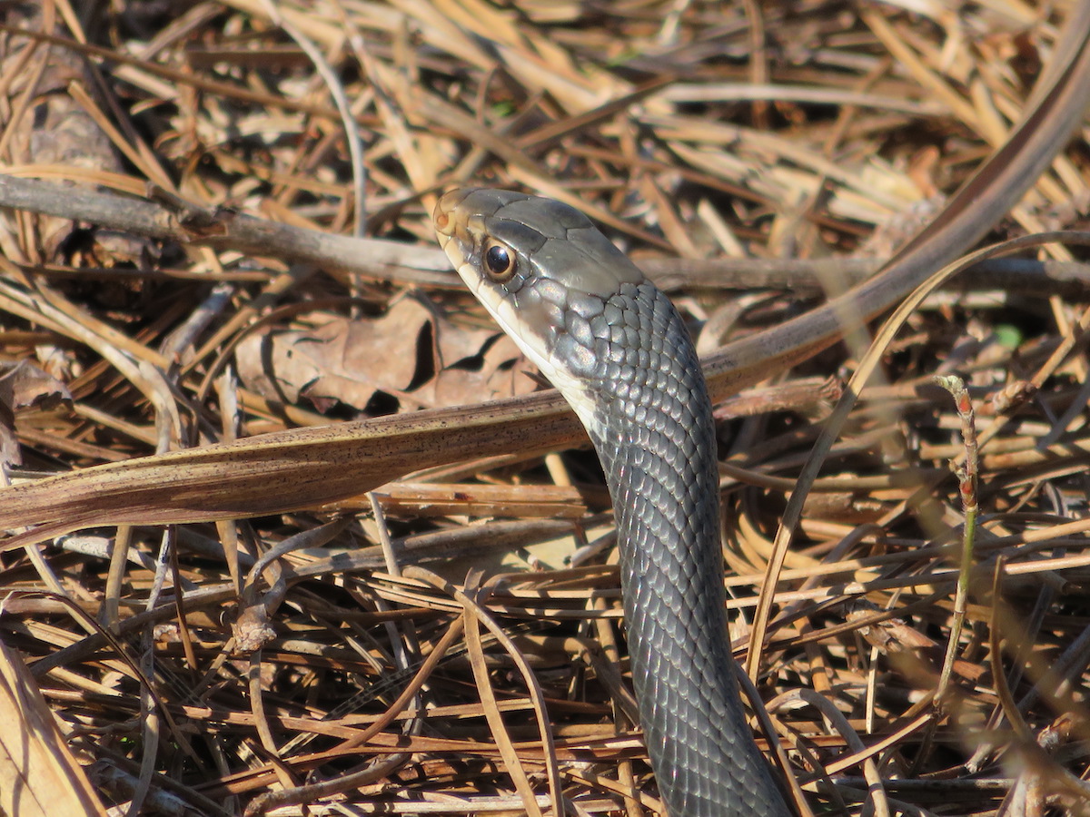 Black Racer Snake In The Village Of Pine Ridge