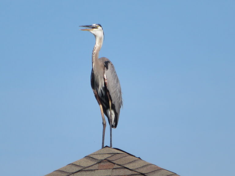 Great Blue Heron On Roof In The Village Of Pine Ridge