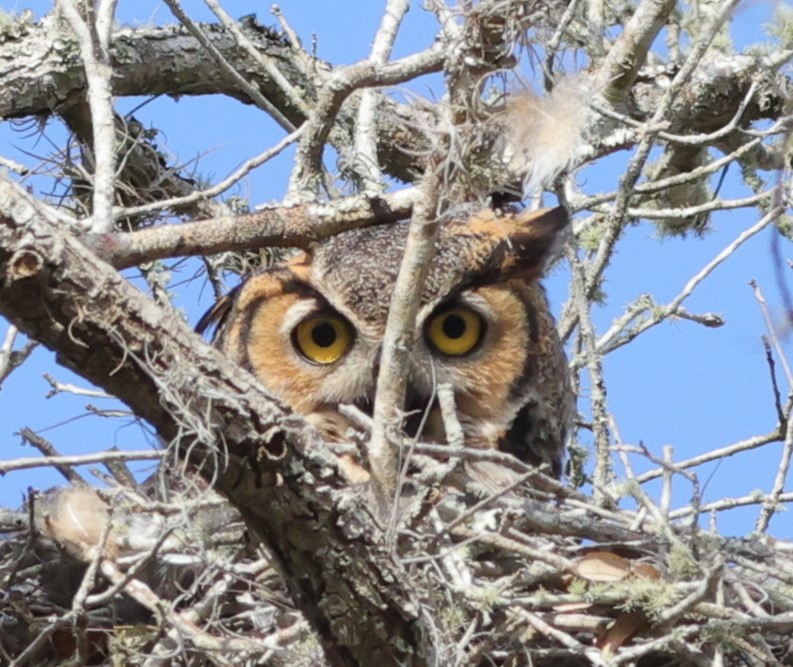 Great Horned Owl At Lake Okahumpka Recreation Center