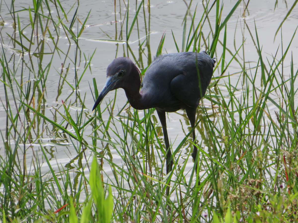 Little Blue Heron In Water At Village Of Pine Ridge