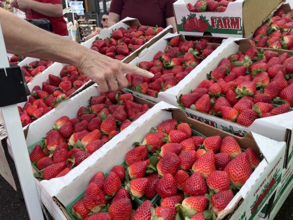 Strawberries were the main attraction Strawberries were the main attraction