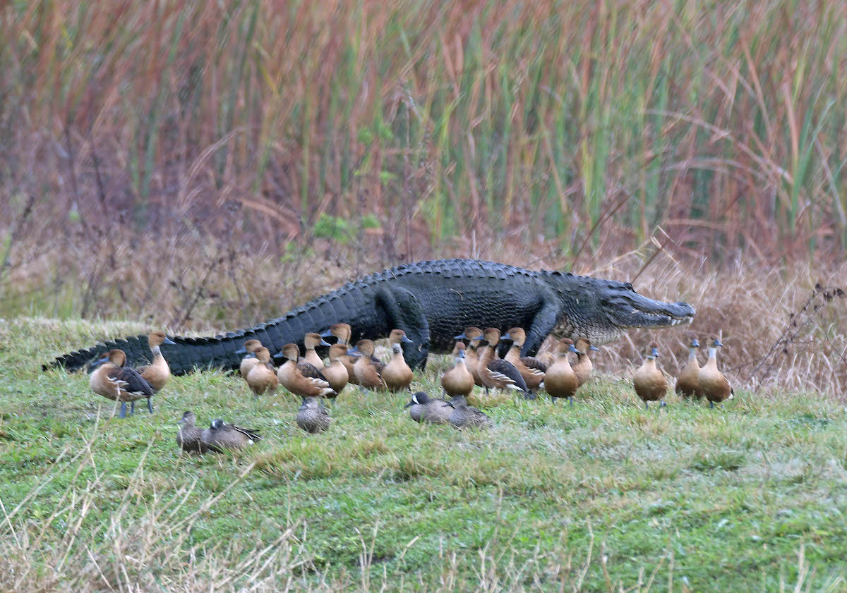 Alligator Walking Through A Cluster Of Ducks In The Villages