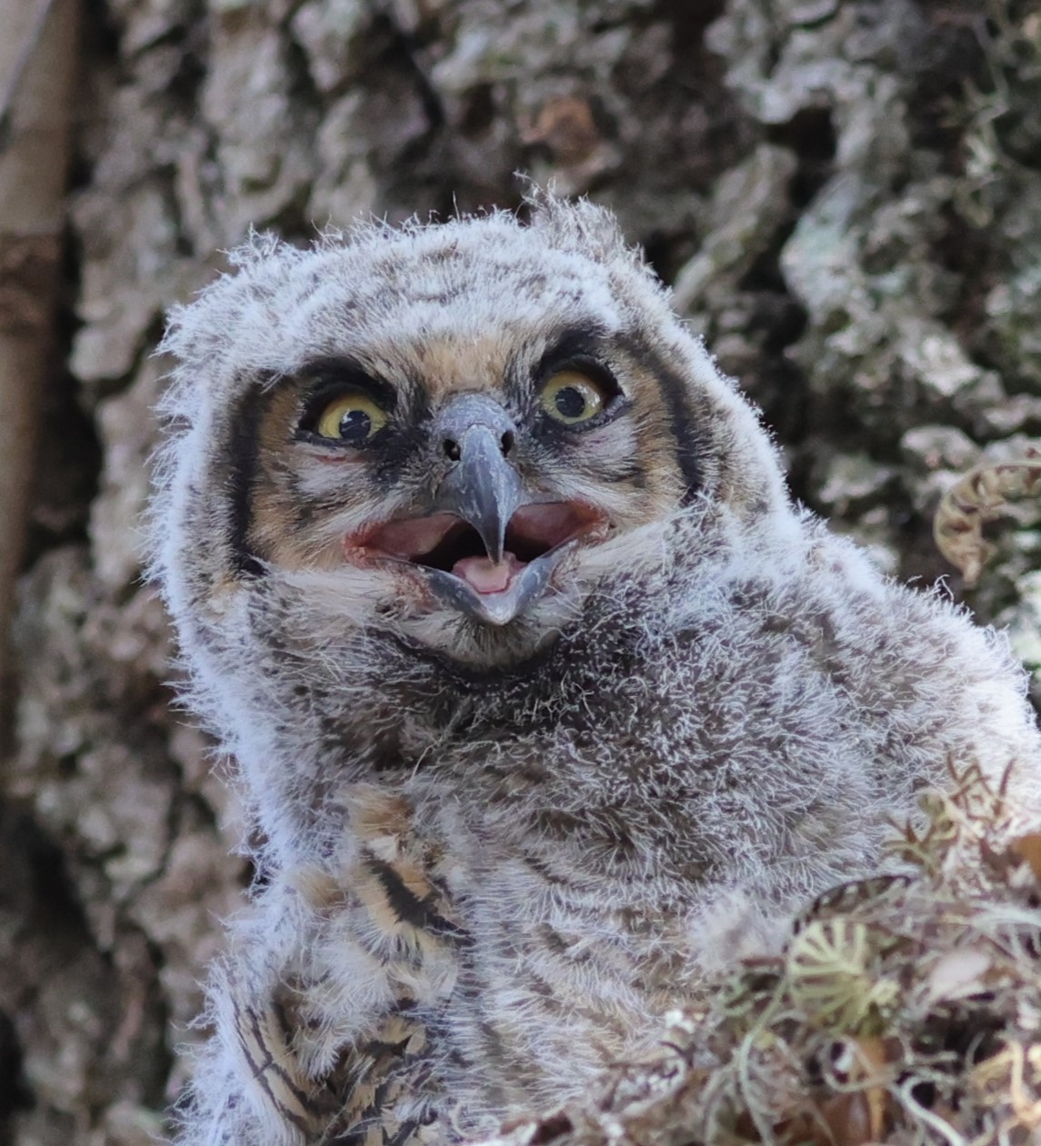 Baby Great Horned Owl In The Village Of Fenney
