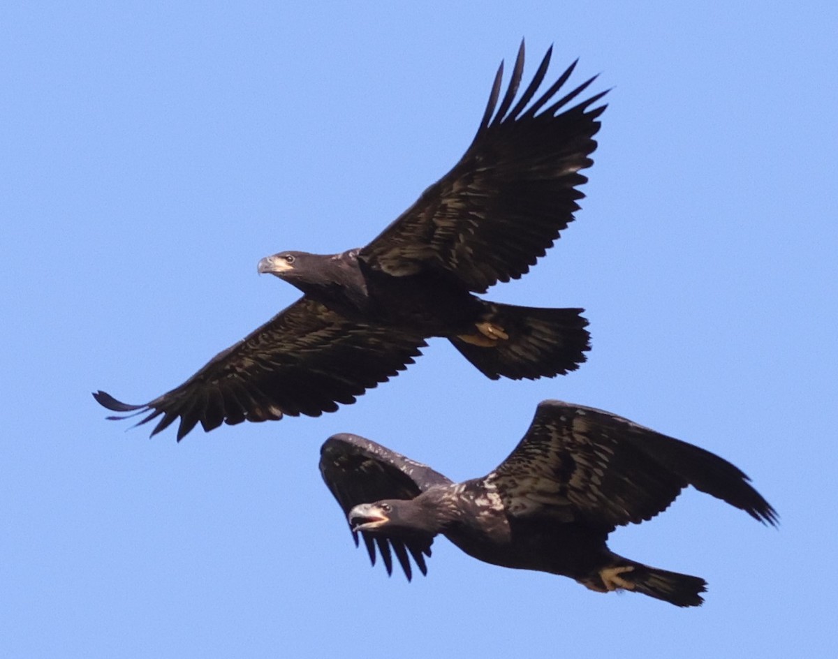 Bald Eaglets Racing Back To Nest At Briarwood Executive Golf Course