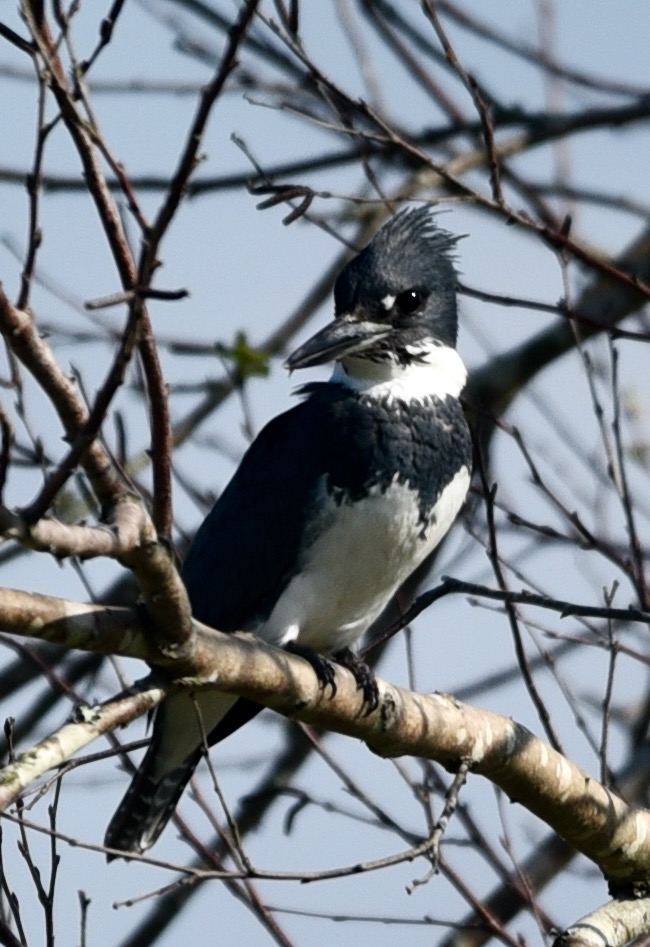 Belted Kingfisher Surveying The Village Of Collier