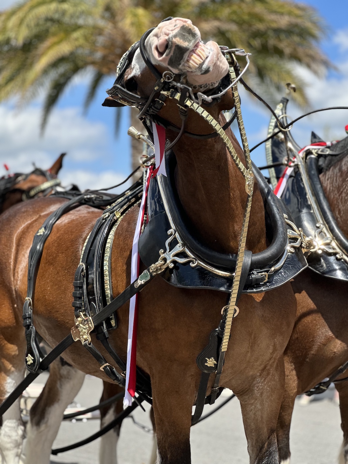 Budweiser Clydesdale Happy To Visit The Villages