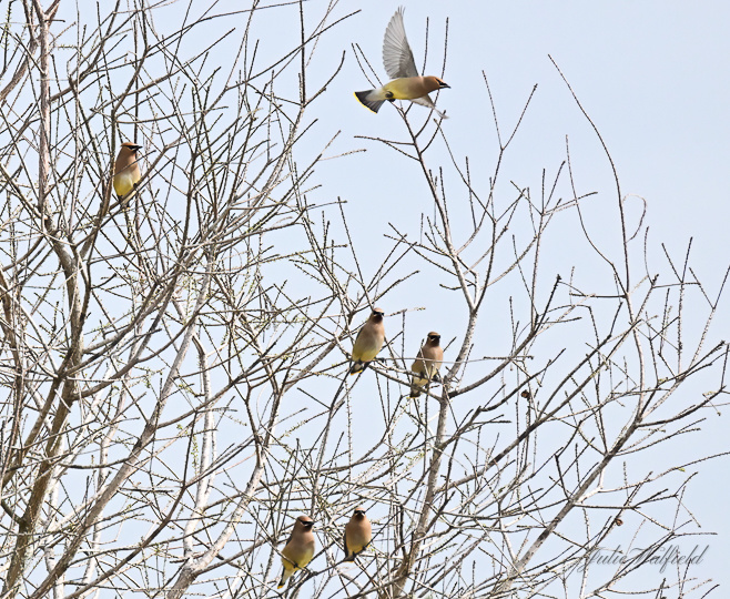 Flock Of Cedar Waxwings In The Village Of DeLuna