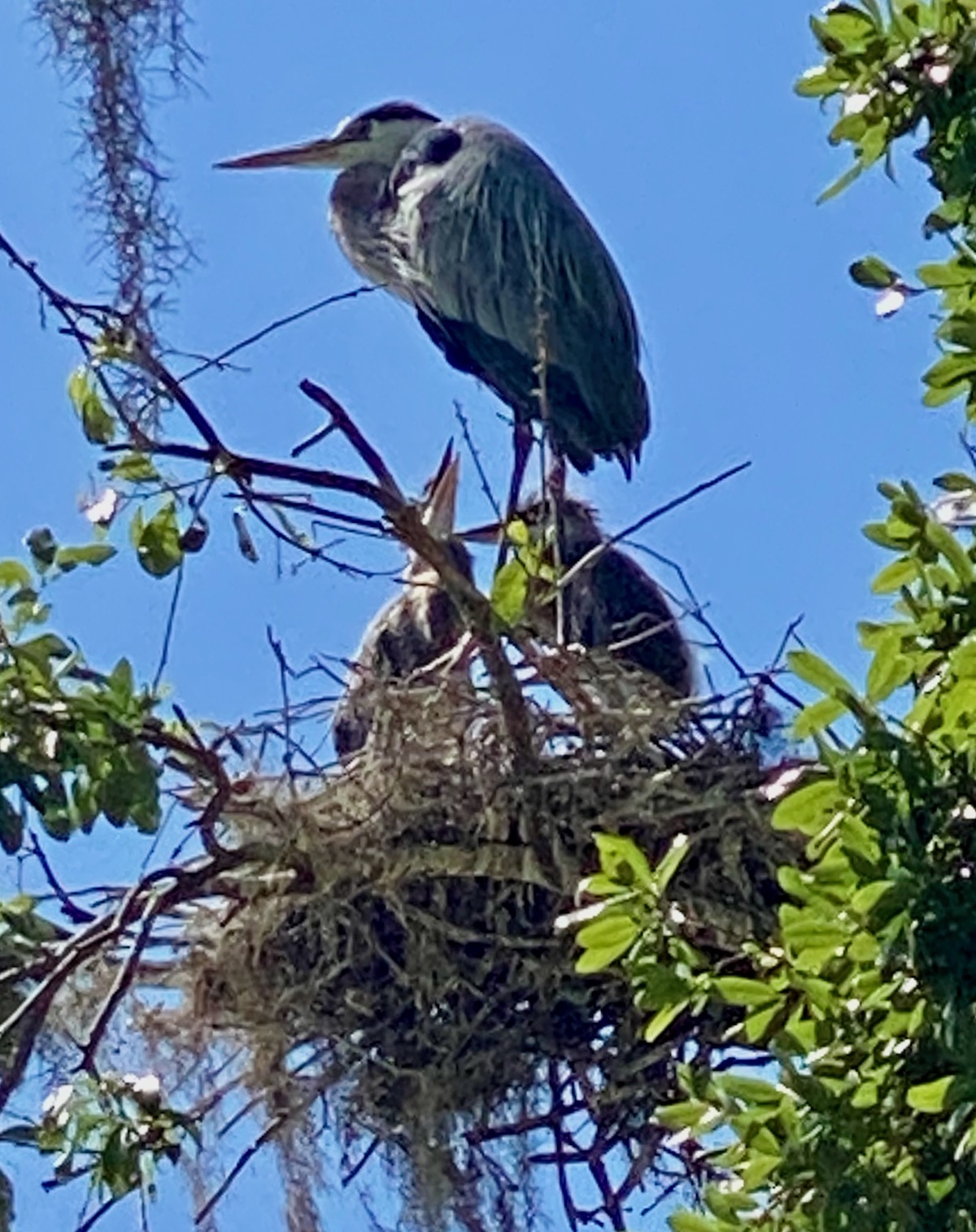 Great Blue Heron With Two Hungry Chicks On Sweetgum Executive Golf Course
