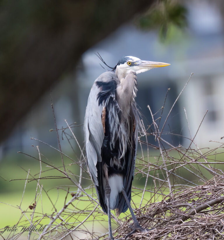 Great Blue Heron On Windy Day In The Villages