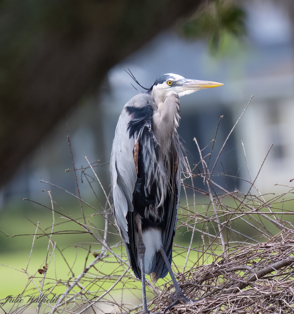 Great Blue Herons On Windy Day In The Villages