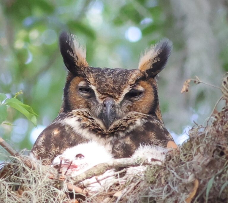 Great Horned Owl In Nest With Babies In The Village Of Fenney