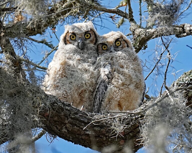Great Horned Owl Siblings At Lake Okahumpka Recreation Center