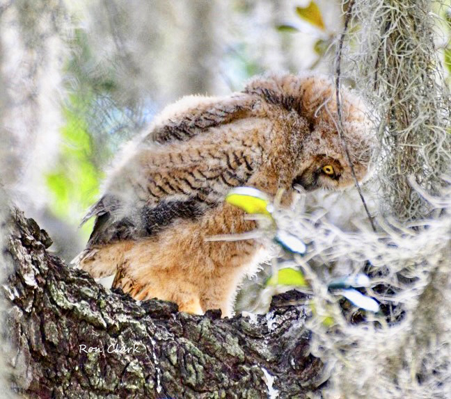 Great Horned Owlet Changing Colors At Briarwood Executive Golf Course