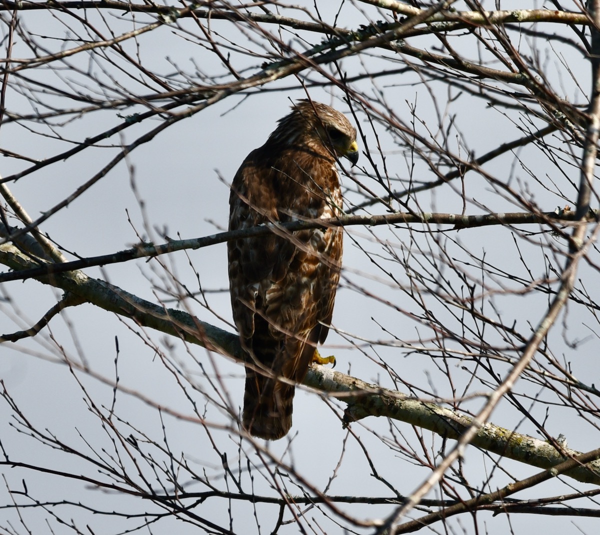 Hawk Surveying The Village Of Collier
