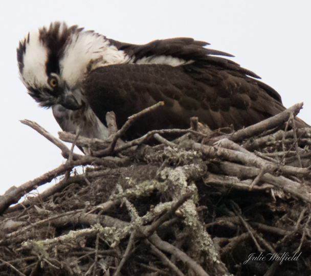 Osprey Hunkered Down On Windy Day In The Villages