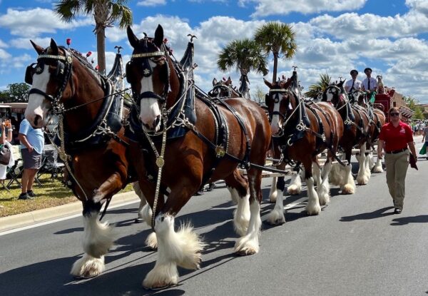 The famous Clydesdales thrilled the crowd.