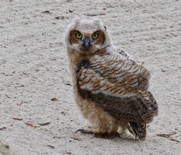 This Great Horned Owl ended up in a sand trap in The Villages