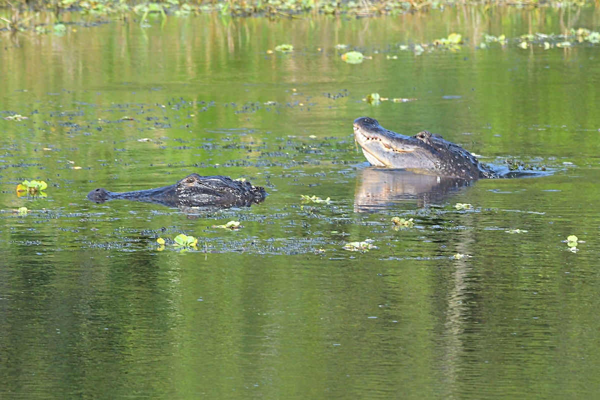 Alligator Courtship In The Villages