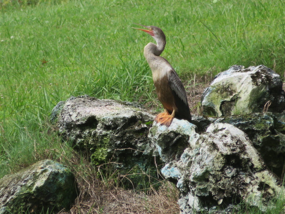 Anhinga Resting On Rock In The Village Of Pine Ridge