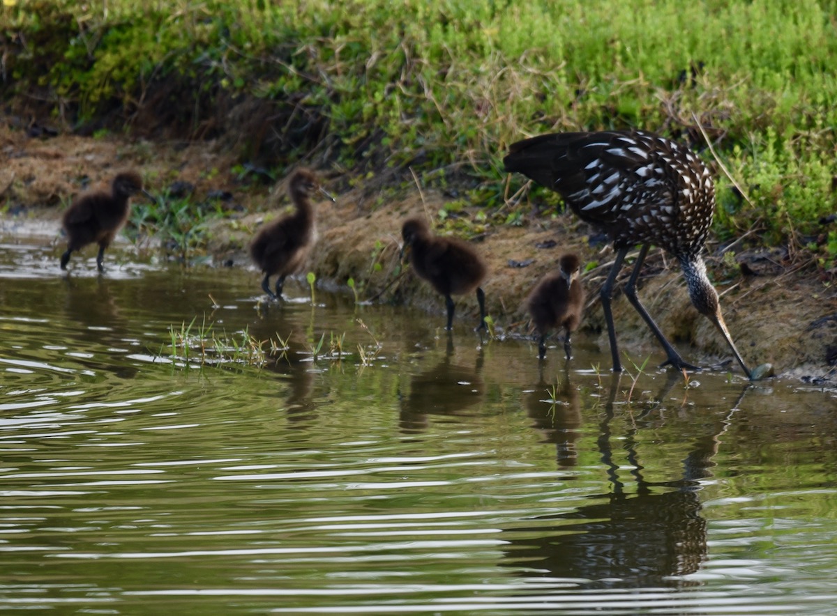 Family Of Limpkins In The Village Of Collier