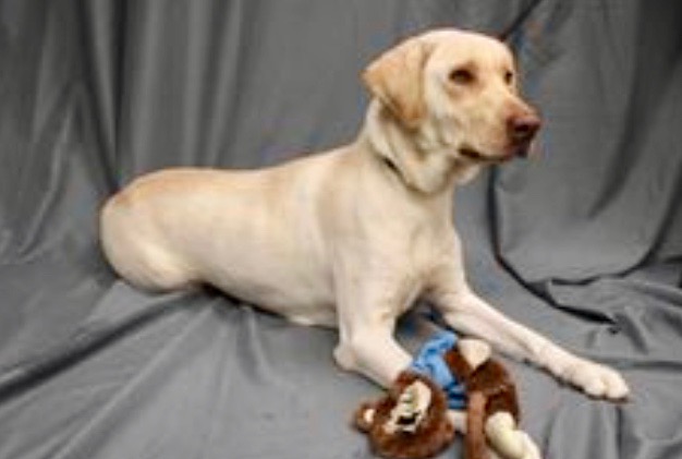 Fawn traveled with her stuffed monkey and found a new home