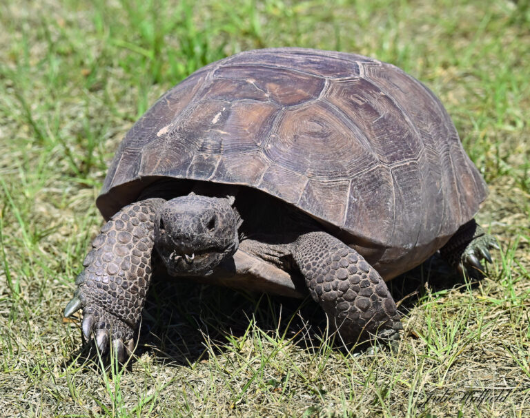 Gopher Tortoise At Sharon Rose Wiechens Preserve In The Villages