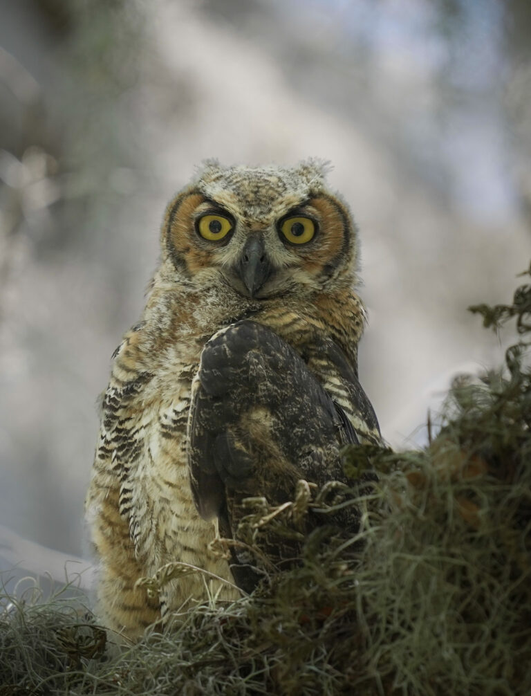 Juvenile Great Horned Owl At Lake Okahumpka Recreation Center