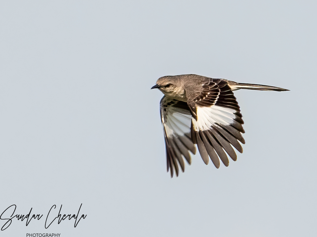 Northern Mockingbird At Hogeye Recreational Path