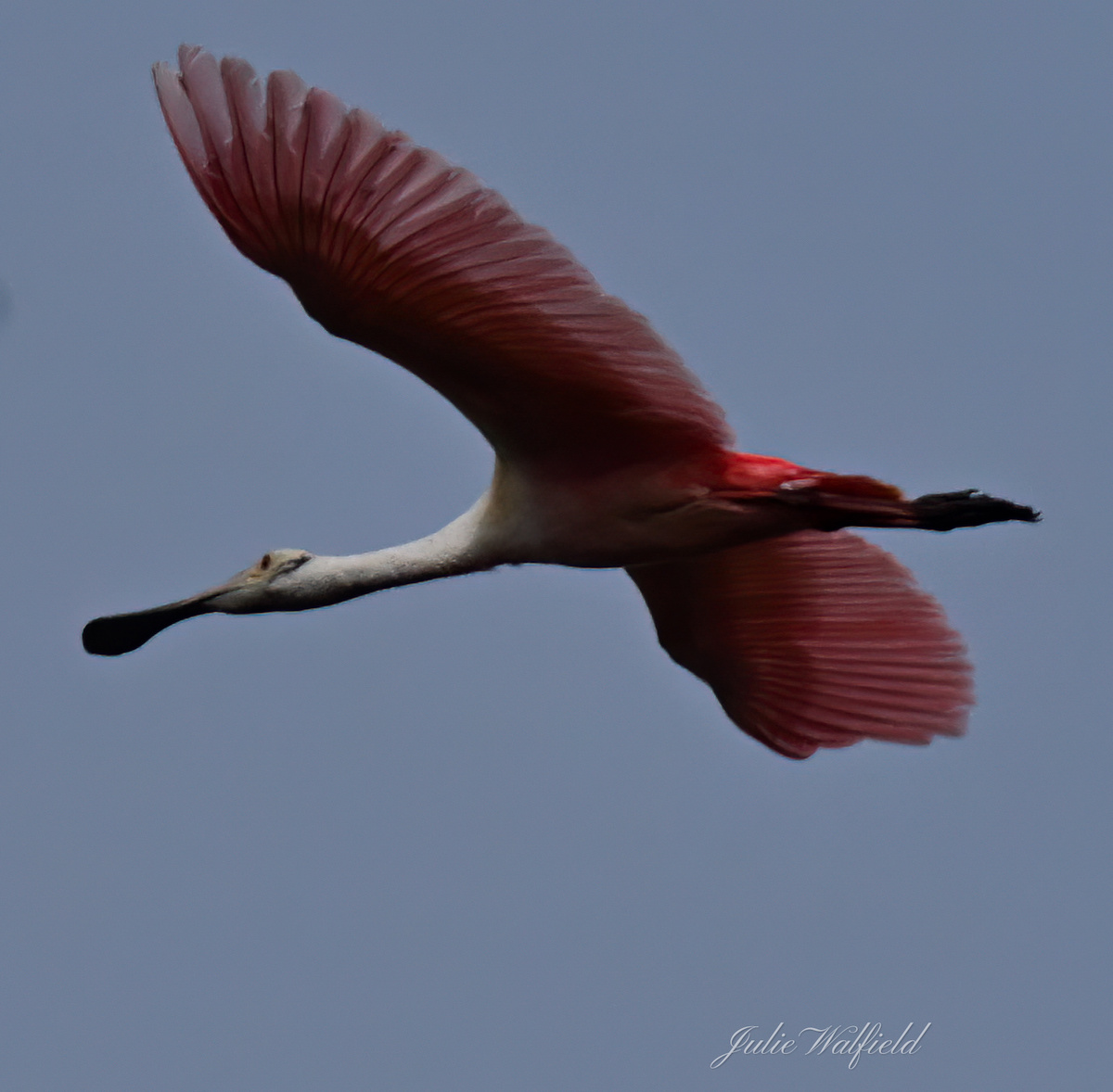 Roseate Spoonbill Flying High Above Marsh Bend Trail