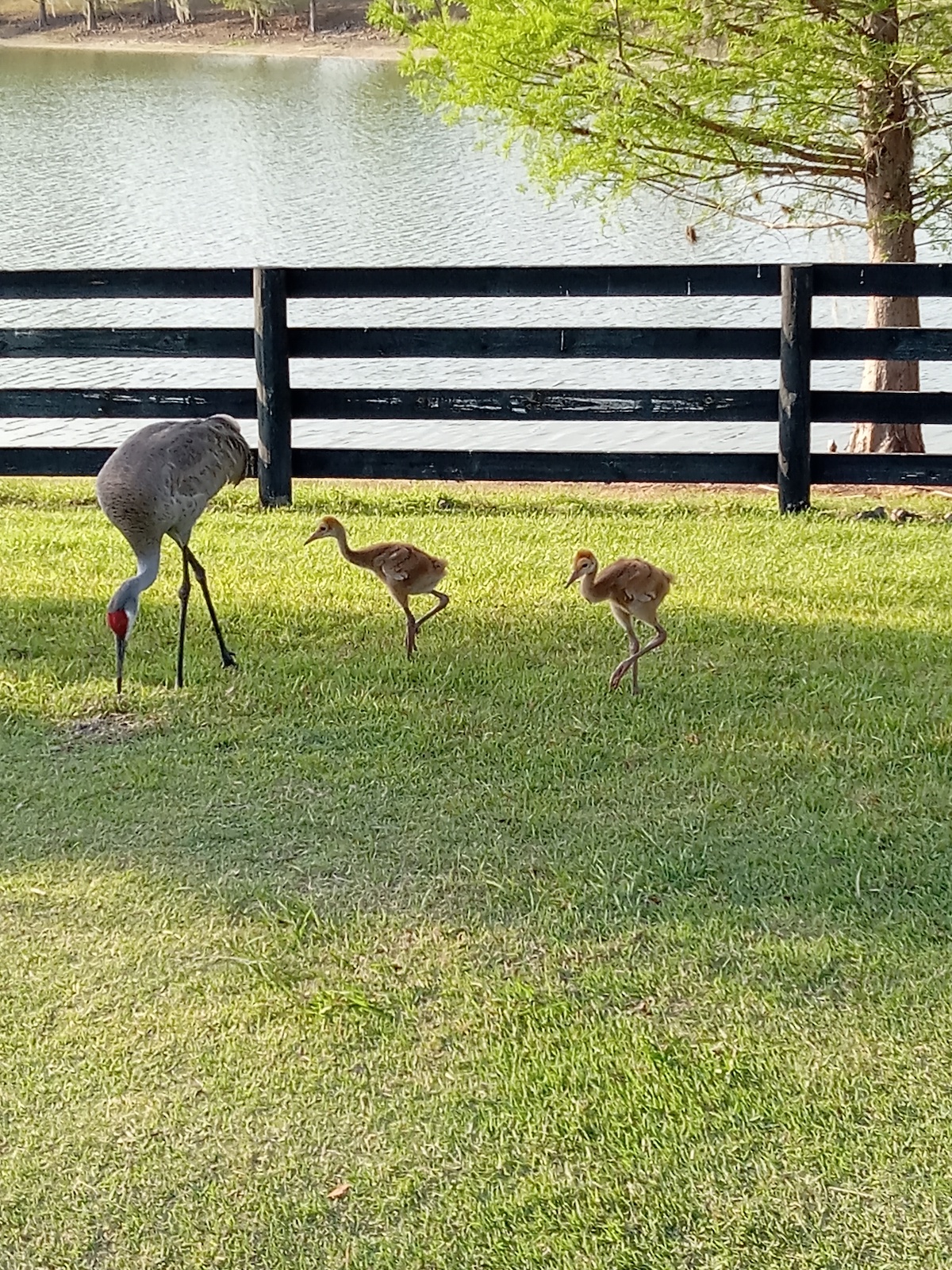 Sandhill Crane Mother And Colts Enjoying Life In The Villages