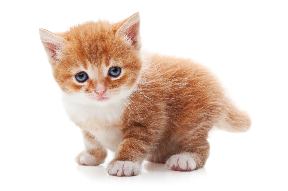 kitten