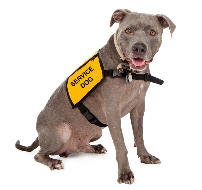 service dog