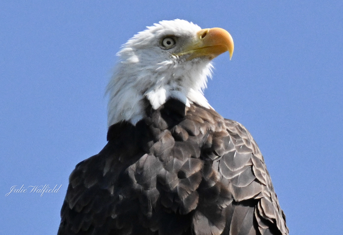 Bald eagle perched high above Briarwood Executive Golf Course